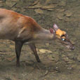 LokKawi Wildlife Park