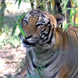 LokKawi Wildlife Park