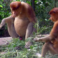 LokKawi Wildlife Park