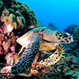 6D5N Layang Layang Island