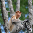 Mangrove River Safari