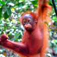 Semenggoh Orang Utan Nature Reserve