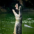 Jong Crocodile Farm & Mini Zoo