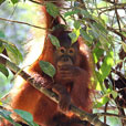 3D2N Sarawak Cultural Village + Semenggoh Orang Utan