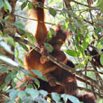 3D2N Sarawak Cultural Village + Semenggoh Orang Utan