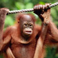 4D3N Semenggoh Orang Utan + River Cruise + Sarawak Cultural Village