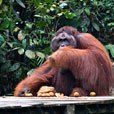 5D4N Kuching City + Semenggoh Orang Utan + Bako National Park + Longhouse Safari