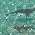Payar Island Snorkeling – Platform Package