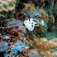 Payar Island Fun Dive - For Cert Diver