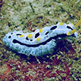 Payar Island Fun Dive - For Cert Diver