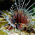 Payar Island Fun Dive - For Cert Diver