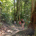 Lambir Hills National Park