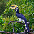 Miri City + Piasau Nature Reserve