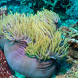 5D4N Luconia Shoals Diving (Liveaboard)