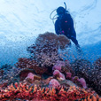 5D4N Luconia Shoals Diving (Liveaboard)