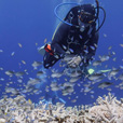 5D4N Luconia Shoals Diving (Liveaboard)