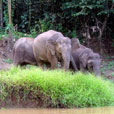 Kinabatangan River