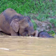2 Days 1 Night Kinabatangan River