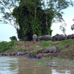 3D2N Sepilok Orang Utan + Kinabatangan River