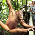 3D2N Kinabatangan River