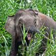 3D2N Kinabatangan River