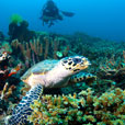3D2N / 4D3N Lankayan Island: Lankayan Island Dive Resort