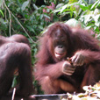 2D1N Selingan Turtle Island & Sepilok Orang Utan