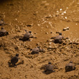 3D2N Selingan Turtle Island & Sepilok Orang Utan + Kinabatangan River