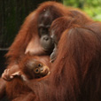 4D3N Selingan Turtle Island + Sepilok Orang Utan +  Kinabatangan River