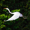 3D2N Sandakan Historical + Wildlife Tour