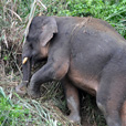 3D2N Sandakan Historical + Wildlife Tour