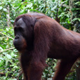 4D3N Sandakan Historical + Wildlife Tour + Selingan Island