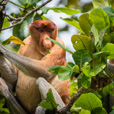 5D4N Sandakan Historical + Wildlife Tour + Selingan Island