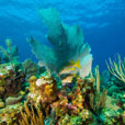 3D2N / 4D3N MATAKING ISLAND - THE REEF DIVE RESORT