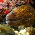 3D2N / 4D3N KAPALAI ISLAND - Sipadan KAPALI Dive Resort