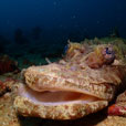 4D3N / 5D4N / 6D5N Seaventures Dive Rig