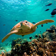 4D3N / 5D4N / 6D5N Seaventures Dive Rig