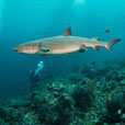 4D3N / 5D4N / 6D5N Seaventures Dive Rig