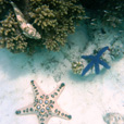 Mabul + Kapalai Day Trip