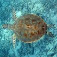 Mataking + Timba-Timba + Pom Pom Island Day Trip