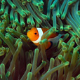 Mataking + Timba-Timba + Pom Pom Island Day Trip