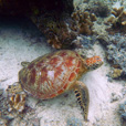 Mataking + Timba-Timba + Pom Pom Island Day Trip