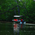 Semporna Proboscis Monkey + Mongroves Cruise + Fireflies