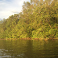 Semporna Proboscis Monkey + Mongroves Cruise + Fireflies