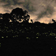 Semporna Proboscis Monkey + Mongroves Cruise + Fireflies