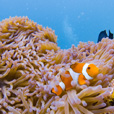 Semporna Discover Scuba Diving (For Non-Cert Diver)