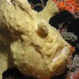 Semporna Fun Diving (For Cert Diver)