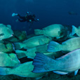 Semporna Fun Diving (For Cert Diver)